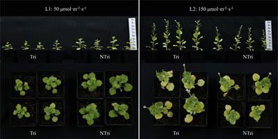 Rhizosphere inoculation of Nicotiana benthamiana with Trichoderma harzianum TRA1-16 in controlled environment agriculture: Effects of varying light intensities on the mutualism-parasitism interaction